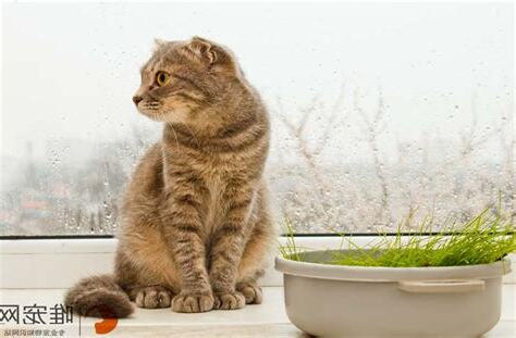 猫进家门 意思